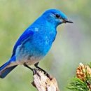 파랑새 이미지