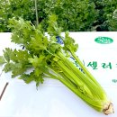 셀러리