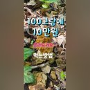 요즘 산에가면 맛있는버섯이 보인다~#모렐버섯#곰보버섯#식용버섯 이미지