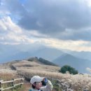 증산초교앞 | 정선 민둥산 억새축제 10월 등산 후기 증산초교 코스 (feat.무궁화)