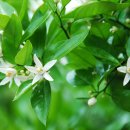 주화농장 이미지