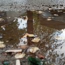 서지농원 이미지