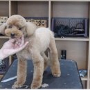 Coco Grooming 이미지
