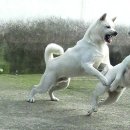 르만 Daum카페