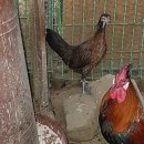 장수오골계 이미지