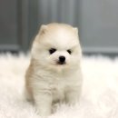 꽃보다댕댕이 | 안성폼스키분양! 댕댕이 인생, 제대로 꽃길 걷게 해줄 곳은 여기!