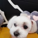 리리 펫살롱 이미지