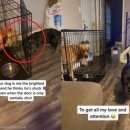 고양이집사 이미지