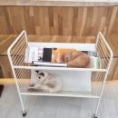 동탄 라크몽 아이랑 가볼 만한 곳 실내 고양이 카페 캣플동탄점 3시간 놀고 온 후기(입장료, 무료주차)