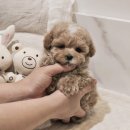 버디독 강아지분양 안심분양센터 서울 영등포점 이미지