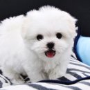 애완강아지 이미지