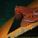 원장목장 이미지