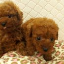 디오빌 애견미용 이미지