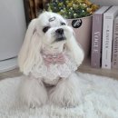 멋내는 강아지 | 다이소 애견용품 득템, 강아지 케이프 후기