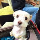 쿨펫동물병원(탄방점) 이미지