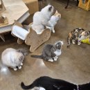 냥이시대 | 일산 라페스타 고양이카페 냥이시대 가격 체험후기