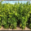 사철나무집 이미지