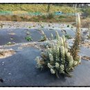 박정숙 농장 이미지