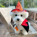 다이소 | 강아지 할로윈 코스튬 망토 마녀모자 다이소 후기