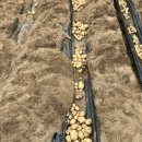 짱구농장 | 🥔 흙 속에서 찾은 보물, 감자캐기 봉사활동 후기! #화성시가족봉사대 #호박넝쿨 #짱구농장