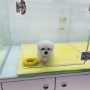 귀여몽