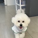 동탄해나동물병원 네이버블로그