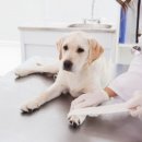 동백동물병원 이미지