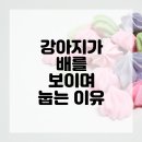 미소 동물병원 이미지