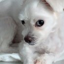 브로콜리약국 이미지