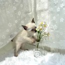 오독안심분양센터 강아지분양 고양이분양 대구점 이미지