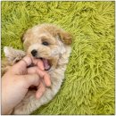 반려견 이해하기(펫) | 김해펫샵 상담부터 관리 설명까지 꼼꼼했던 후기