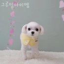 그루밍아이엠 이미지