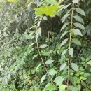 아미덴탈 | 바른 다용도 덴탈 마스크 언제든지마스크 착용