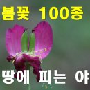 봄꽃 100종, 우리땅에 피는 야생화, Korean Wild Flowers 100 #야생화 이미지