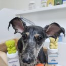 애플스파 이미지