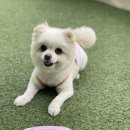 밀투펫 | 밀투펫 수제화식