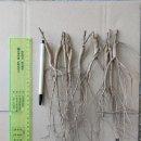 생 감초뿌리 종근, 종자용뿌리 판매 이미지