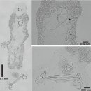 양식 붉바리의 단생류 Pseudorhabdosynochus와 VNN의 혼합감염 이미지