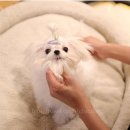 브리더하우스 이미지