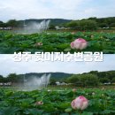 경북 성주 뒷미지수변공원(뒤미지) 실시간 및 예상 만개 시기