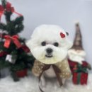 멍멍하개 이미지