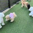 몽블리 펫샵 이미지