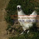 백봉농장 이미지