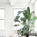 식물 인테리어 이미지