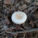 갈색 인편, 대 속이 빈 흰 광대버섯류 =＞큰주머니광대버섯 이미지