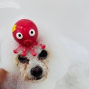 눈부시개 이미지