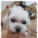 더 편하개 이미지