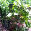 일흥꽃집 이미지