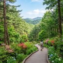 수만리 생태숲공원 | 화순 수만리 생태숲공원 완벽 가이드 : 철쭉과 수국이 머무는 힐링 산책로