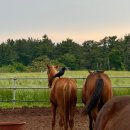 애월담담 | Ep3. 제주 최동쪽에서 최서쪽으로 (feat. 부상이슈)